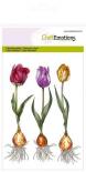 Spiedogi - Tulip