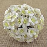 Apple blossoms - White