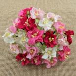 Mini gardenia - Pink/White