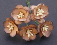Cherry blossom - Chocolate