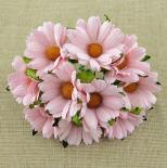 Camomile - Baby pink