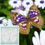 Mould - Butterfly 1(S)