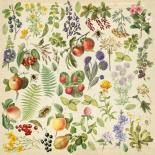 Lapa izgriešanai - Summer botanical diary
