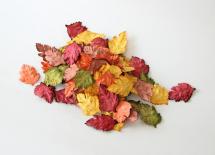 Leaves - Autumn