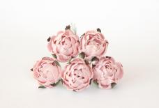 Ranunculus - Peach