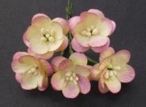Cherry Blossom - Champagne/Pink