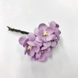 Cherry blossom - Lilac