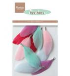 Feathers - Colour