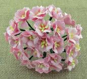 Apple blossoms - Pink