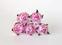 Ranunculus - Pink/White