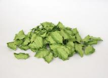 Leaves - Holy leaves