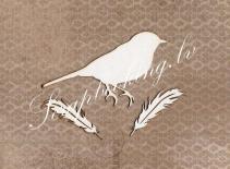 Bird and feathers