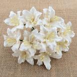 Lily - White