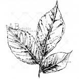 Gumijas spiedogs - small leaf