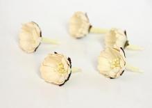 Wild roses small