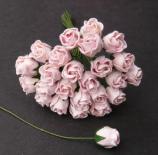 Roses - Baby Pink
