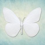 Mould - Butterfly 7 (S)