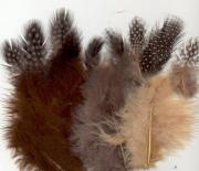 Feathers - Earth