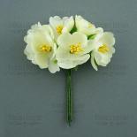 Jasmine - Cream