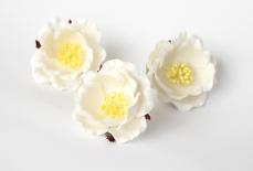 Poliantha roses - White