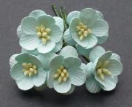 Cherry blossom - Pastel green