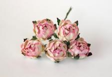 Ranunculus - Soft Pink/Cream