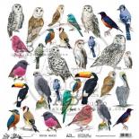 Birds World