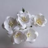 Cherry blossom - White