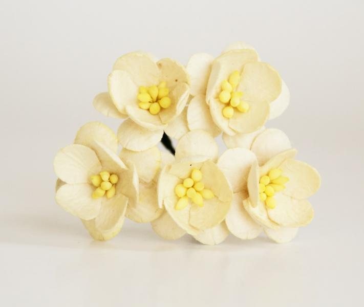 Ķiršu ziedi - Cream