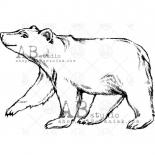 Spiedogs - Polārais lācis