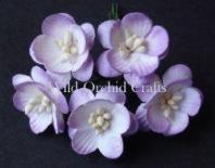Ķiršu ziedi - Lilac