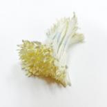 Stamens - Large pale yellow