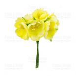 Jasmīna ziedi - Yellow